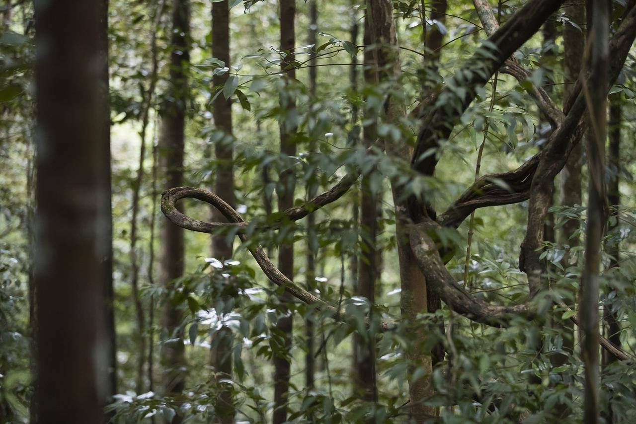 Explore Sinharaja Rain Forest Tour Camp Dombagoda Exterior photo