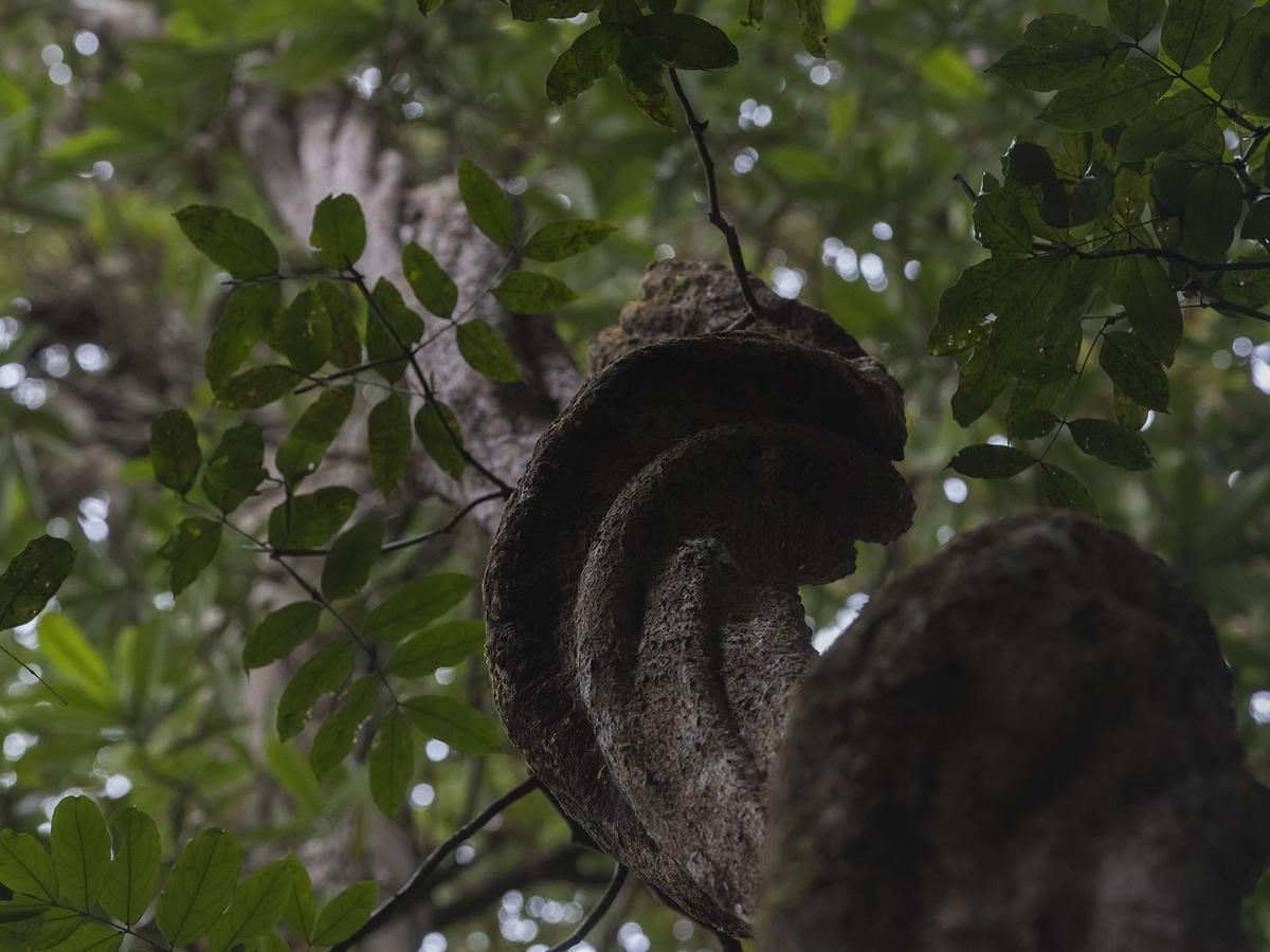 Explore Sinharaja Rain Forest Tour Camp Dombagoda Exterior photo